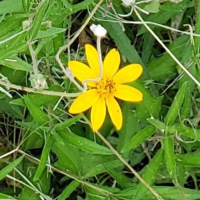 Wedelia acapulcensis — flower