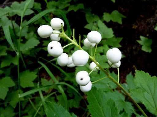 Red baneberry