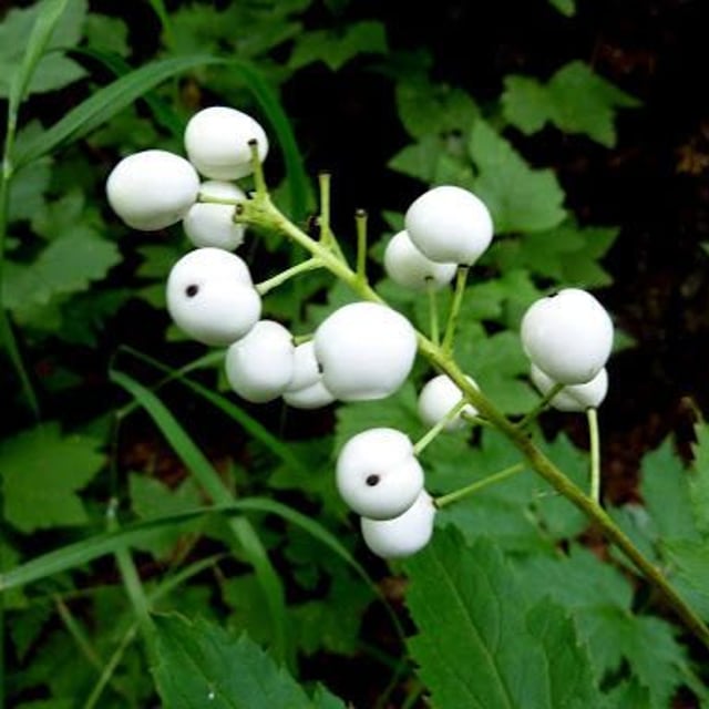 Actaea rubra — flower