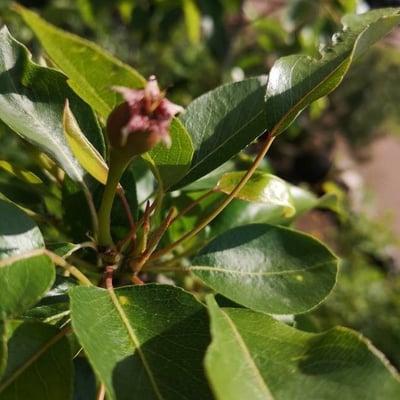 Pyrus cordata — flower