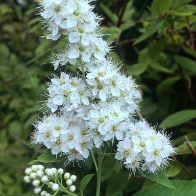 Spiraea alba — flower