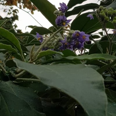 Solanum mauritianum — flower