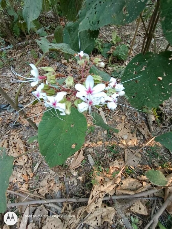 Clerodendrum infortunatum
