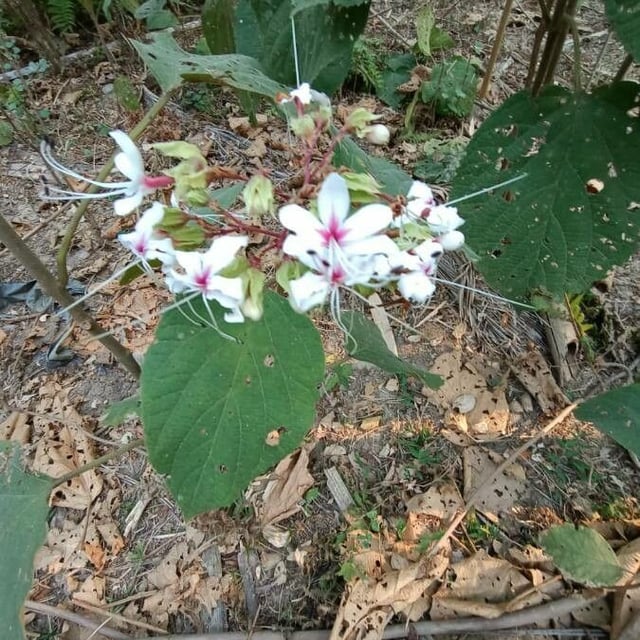 Clerodendrum infortunatum