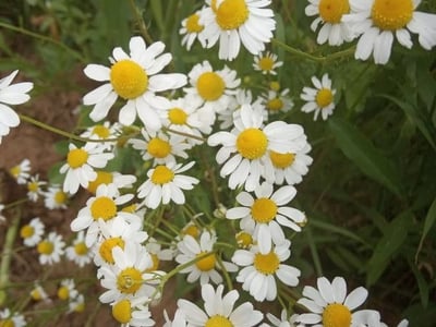 Roman chamomile