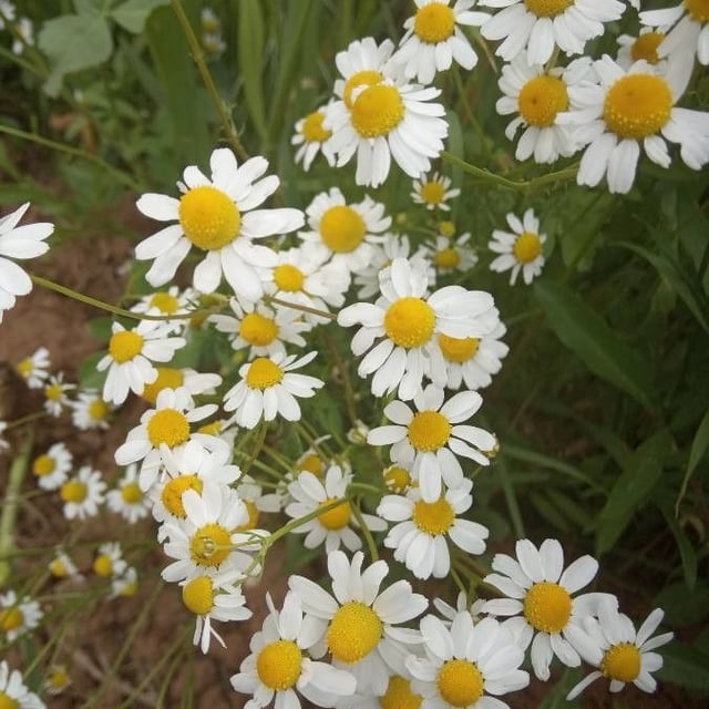 Roman chamomile
