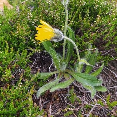 Hieracium alpinum — flower