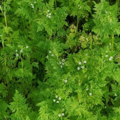 Anthriscus cerefolium — flower
