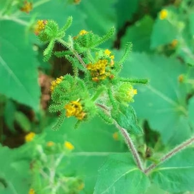 Sigesbeckia orientalis — flower