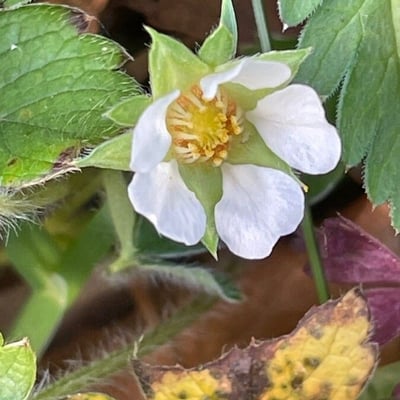 Potentilla sterilis — flower