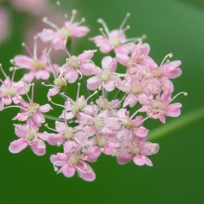 Pimpinella major — flower