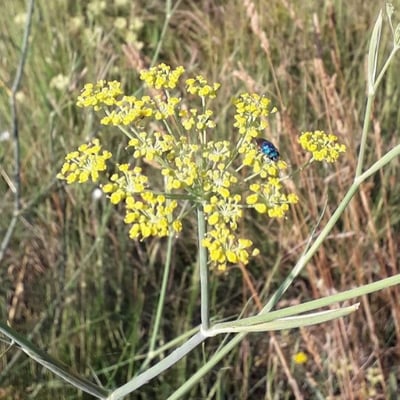Foeniculum vulgare — flower