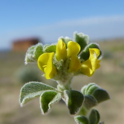 Medicago marina — flower