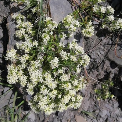 Galium pusillum — flower