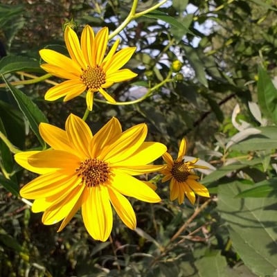 Helianthus tuberosus — flower