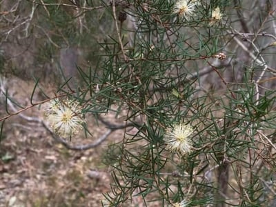 Prickly-leaf paperbark