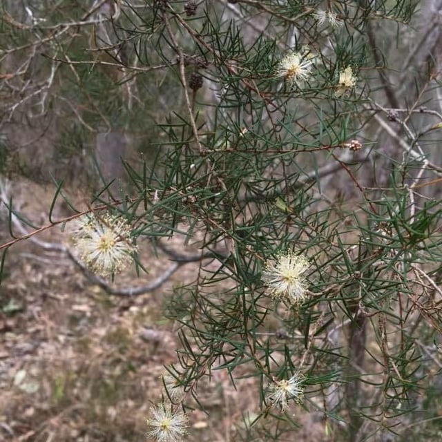 Prickly-leaf paperbark