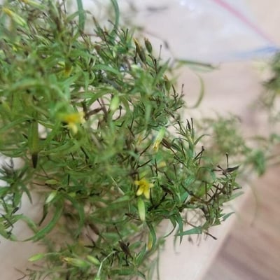 Pectis elongata — flower