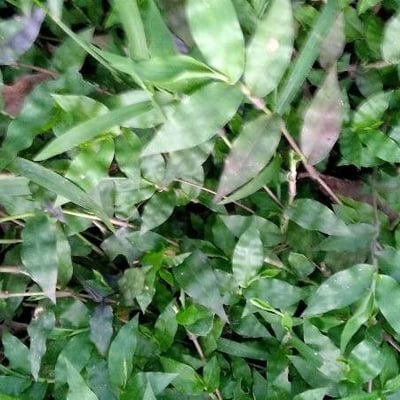 Oplismenus compositus — leaf