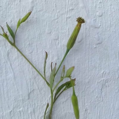 Porophyllum ruderale — flower