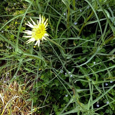 Tragopogon dubius — flower