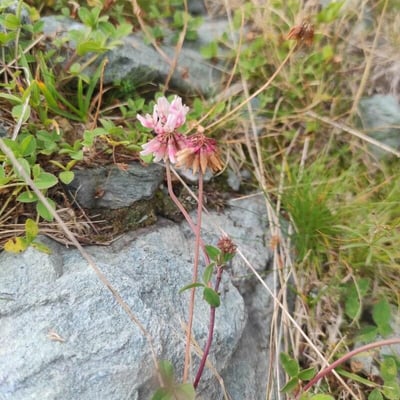 Trifolium pallescens — flower