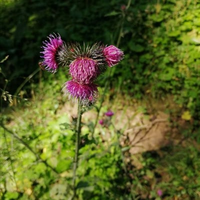 Carduus personata — flower