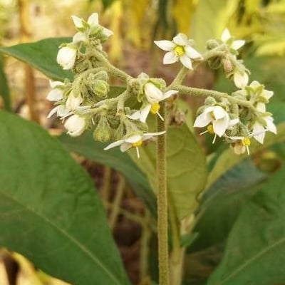 Solanum erianthum — flower