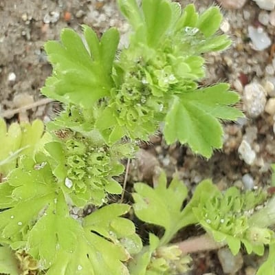 Aphanes arvensis — flower