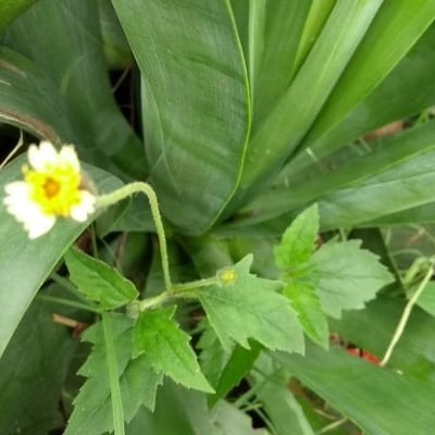 Tridax procumbens — flower