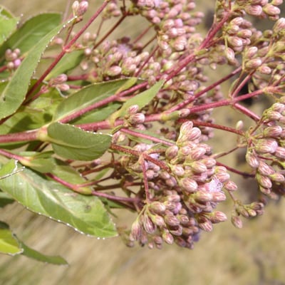 Ayapana amygdalina — flower