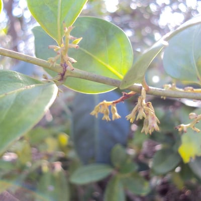 Chiococca alba — flower