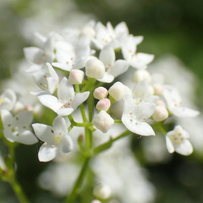 Galium elongatum — flower