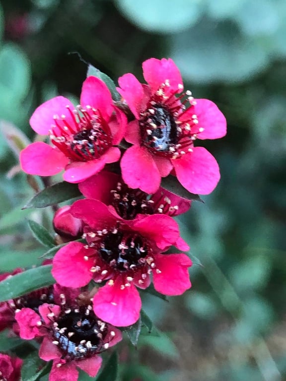 Broom tea-tree