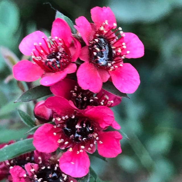 Leptospermum scoparium — flower
