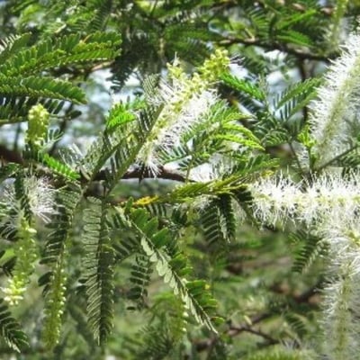 Mimosa tenuiflora — flower