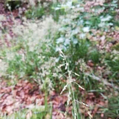 Milium effusum — flower