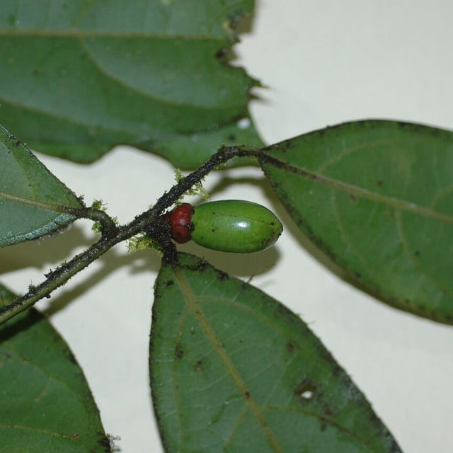 Endlicheria paniculata — leaf