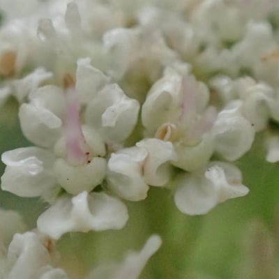 Seseli libanotis — flower