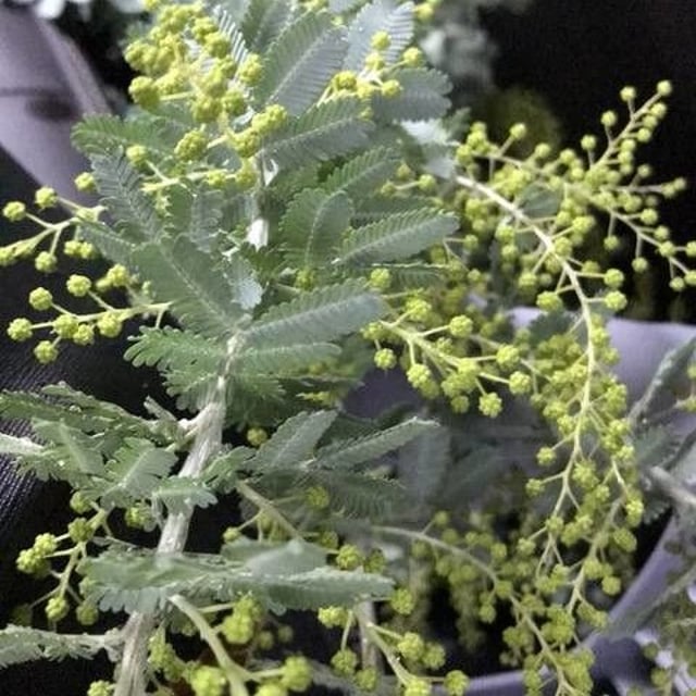Acacia baileyana — flower
