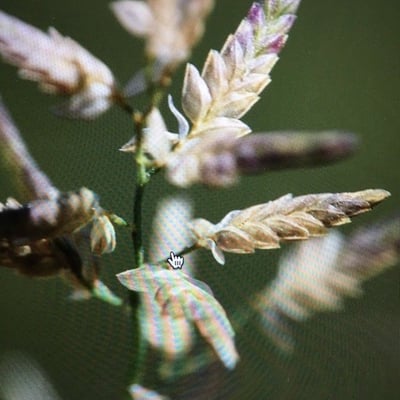Eragrostis cilianensis — flower
