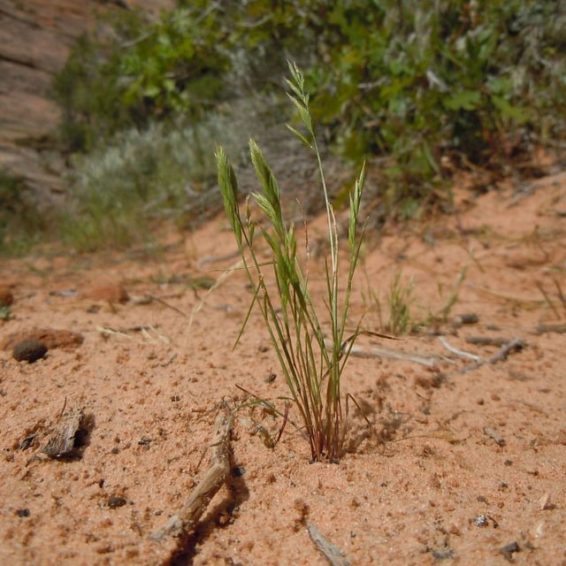 Vulpia octoflora — habit