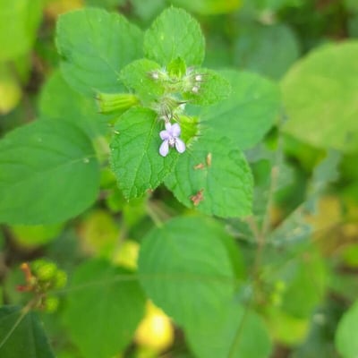 Mesosphaerum suaveolens — flower