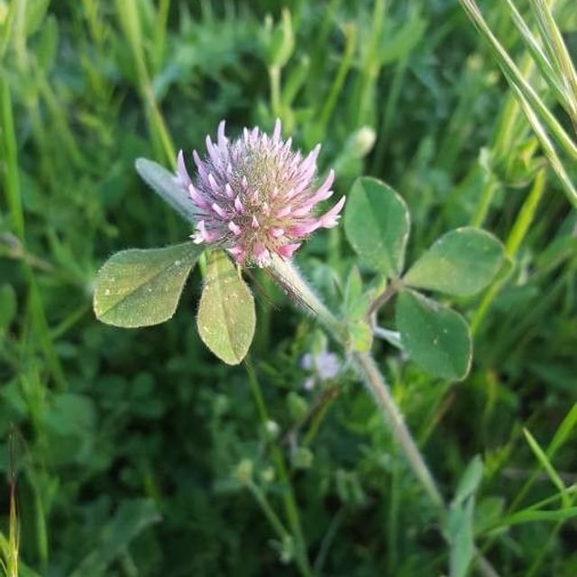 Trifolium hirtum — flower