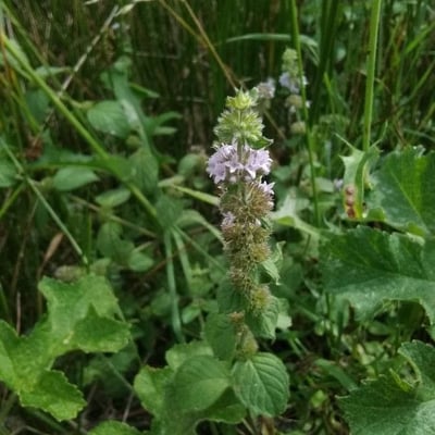 Mentha pulegium — flower