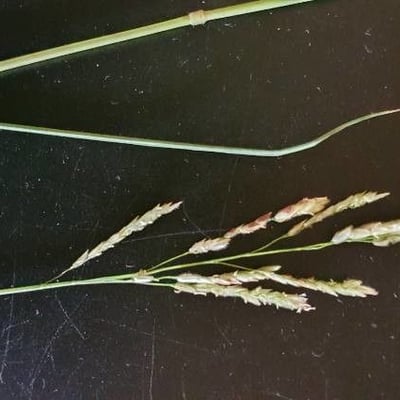 Leersia hexandra — flower