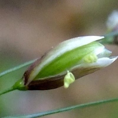 Melica uniflora — flower
