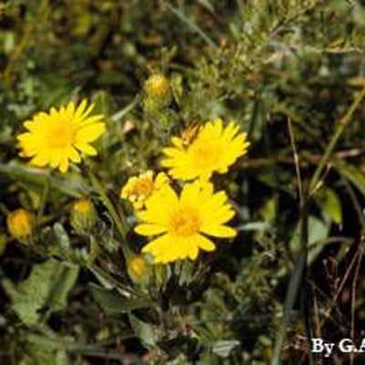 Chrysopsis mariana — flower