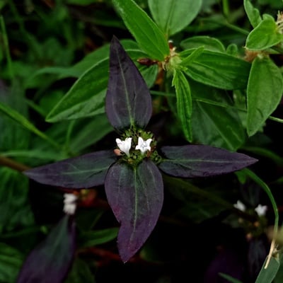 Spermacoce remota — flower