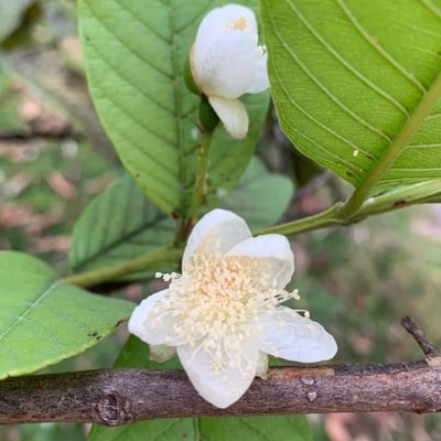 Psidium guajava — flower